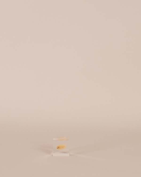 Usagi No Nedoko Bunny Tail Grass Sola Cube Art Object