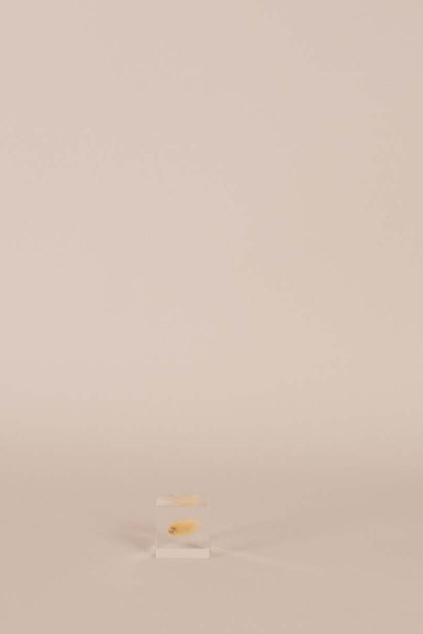 Usagi No Nedoko Bunny Tail Grass Sola Cube Art Object