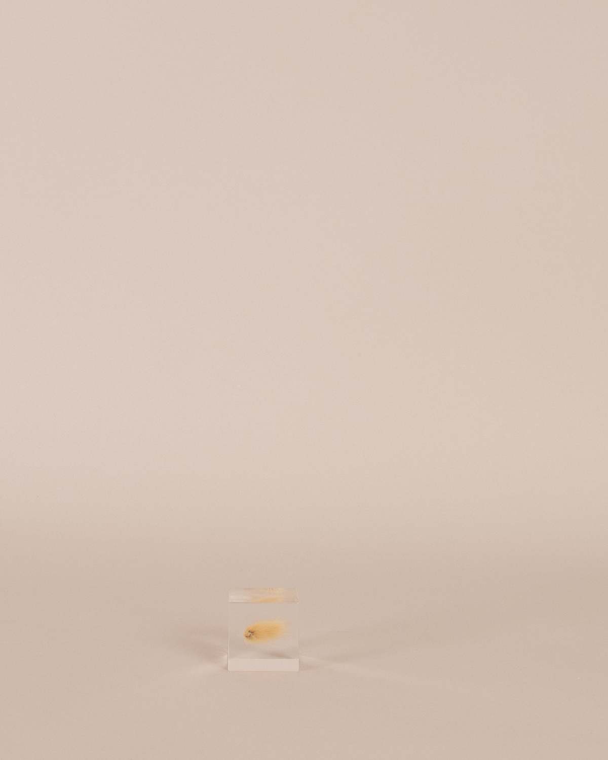 Usagi No Nedoko Bunny Tail Grass Sola Cube Art Object - Image 1 of 2