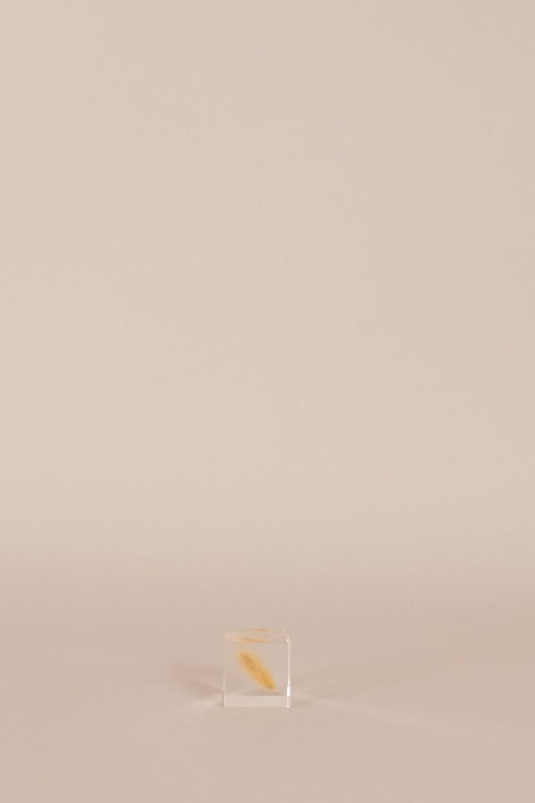 Usagi No Nedoko Bunny Tail Grass Sola Cube Art Object