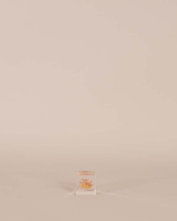 Usagi No Nedoko Strawflower Sola Cube Object