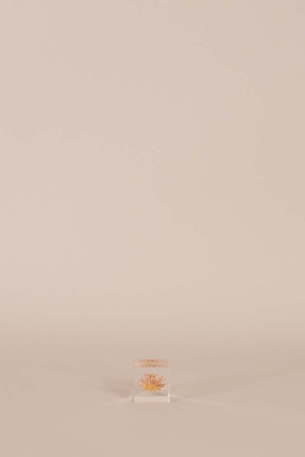 Usagi No Nedoko Strawflower Sola Cube Object