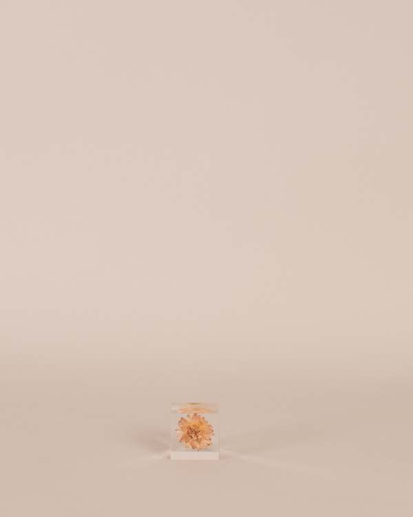 Usagi No Nedoko Strawflower Sola Cube Object