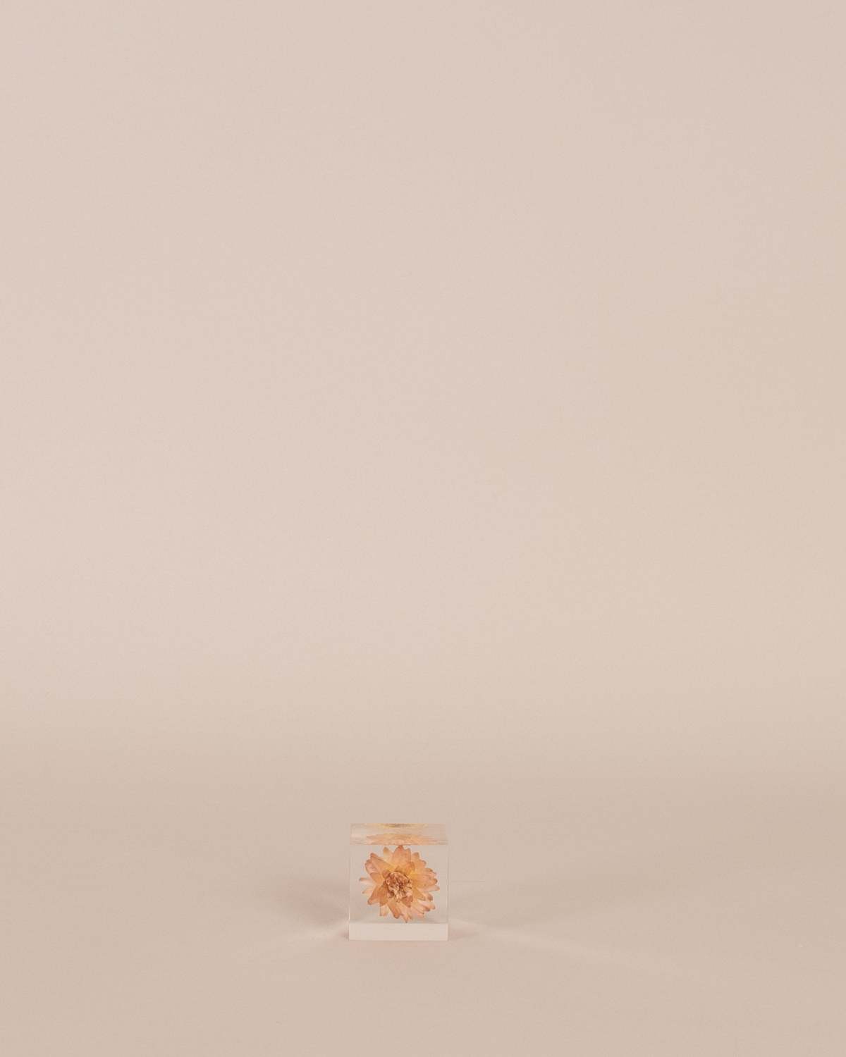 Usagi No Nedoko Strawflower Sola Cube Object - Image 2 of 3