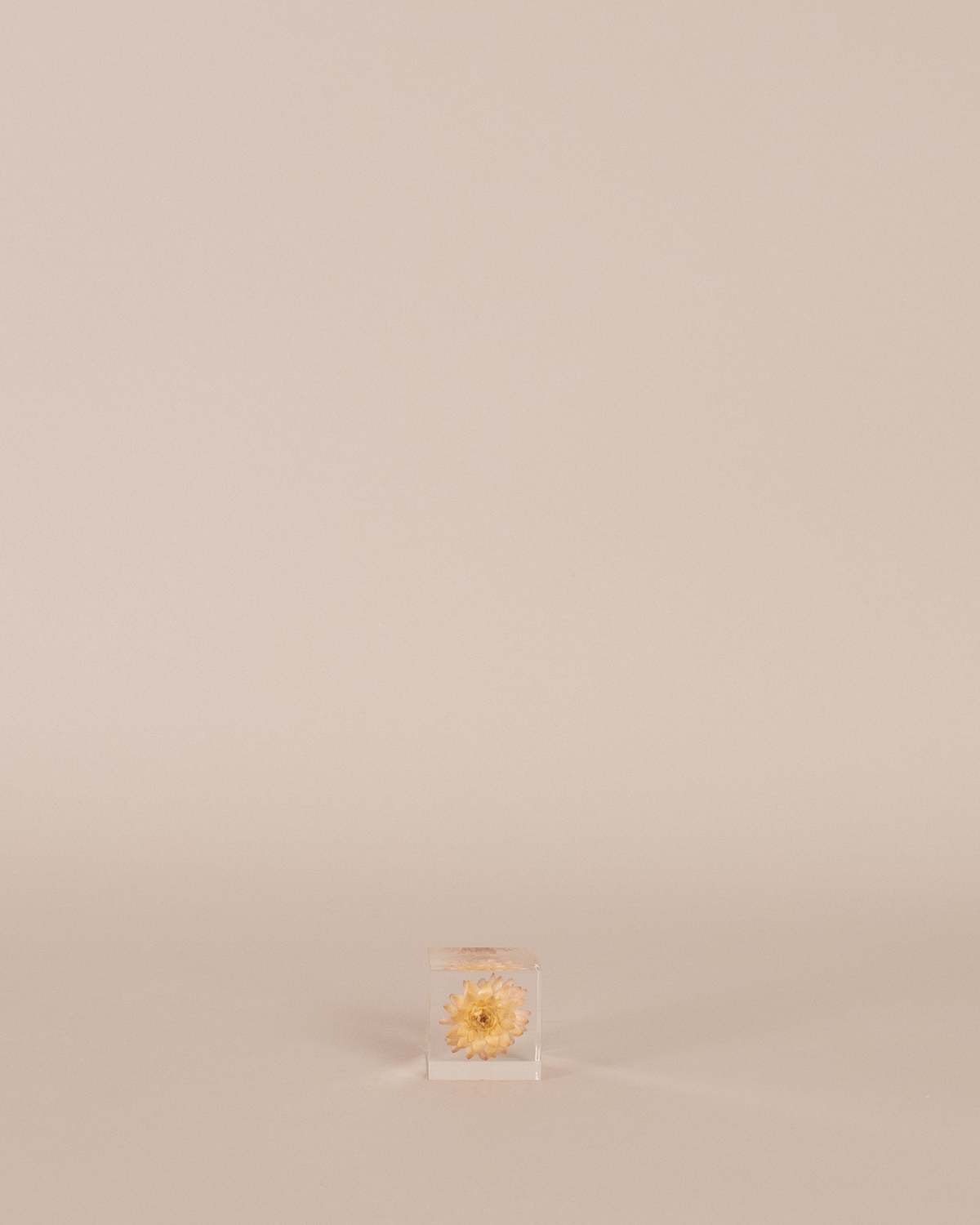 Usagi No Nedoko Strawflower Sola Cube Object - Image 3 of 3