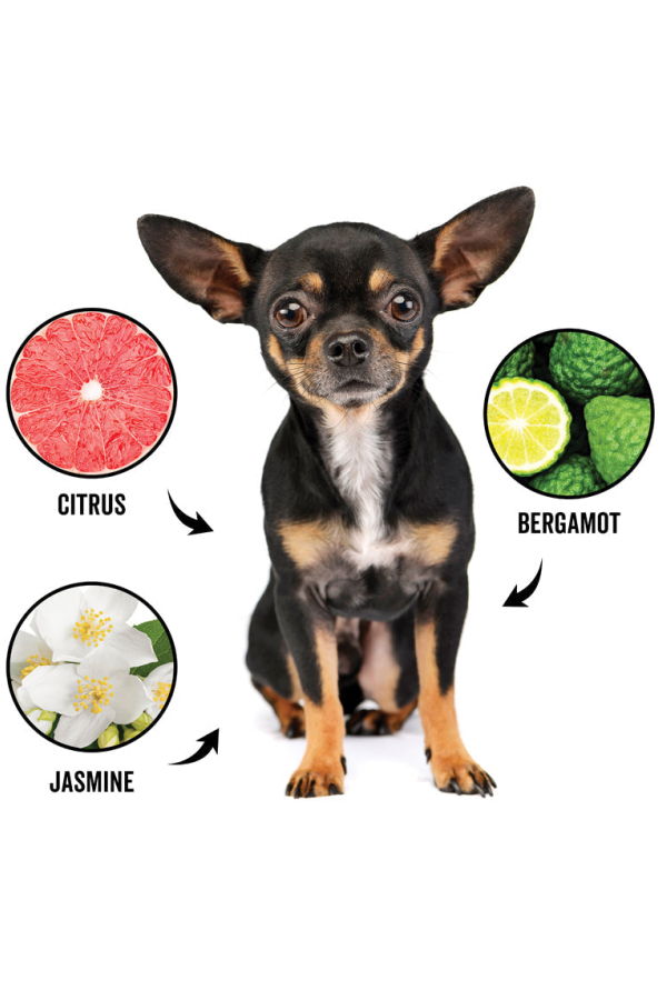 Pride + Groom DOGDAYS Hypoallergenic Dog Deodorizing Spray