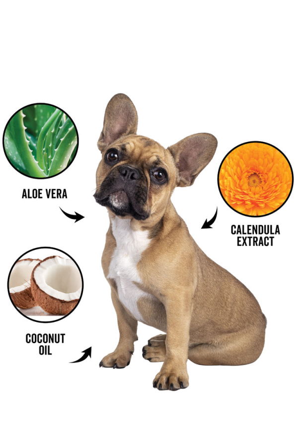 Pride + Groom Dogdays Waterless Foaming Shampoo for Dogs & Cats