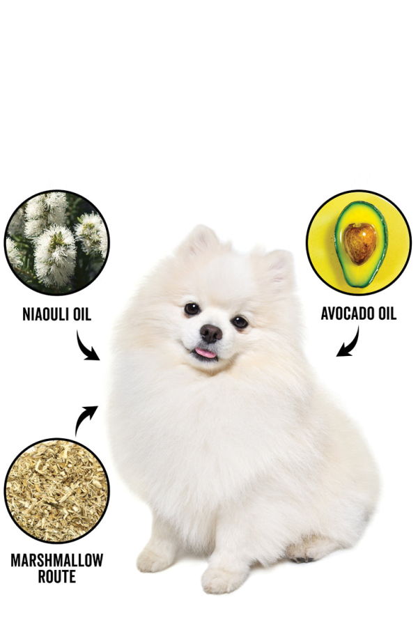 Pride + Groom Dogdays Moisturizing Dog Conditioner, Hypoallergenic, Detangling and Soothing for All Coat Types