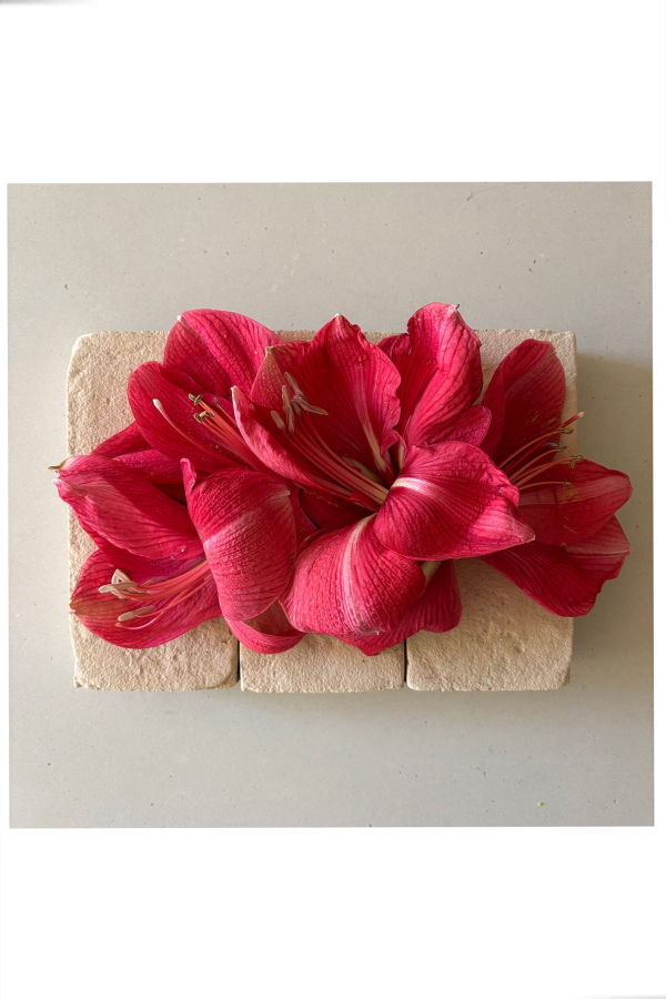 FLOWERS ON BRICKS Amaryllis Card