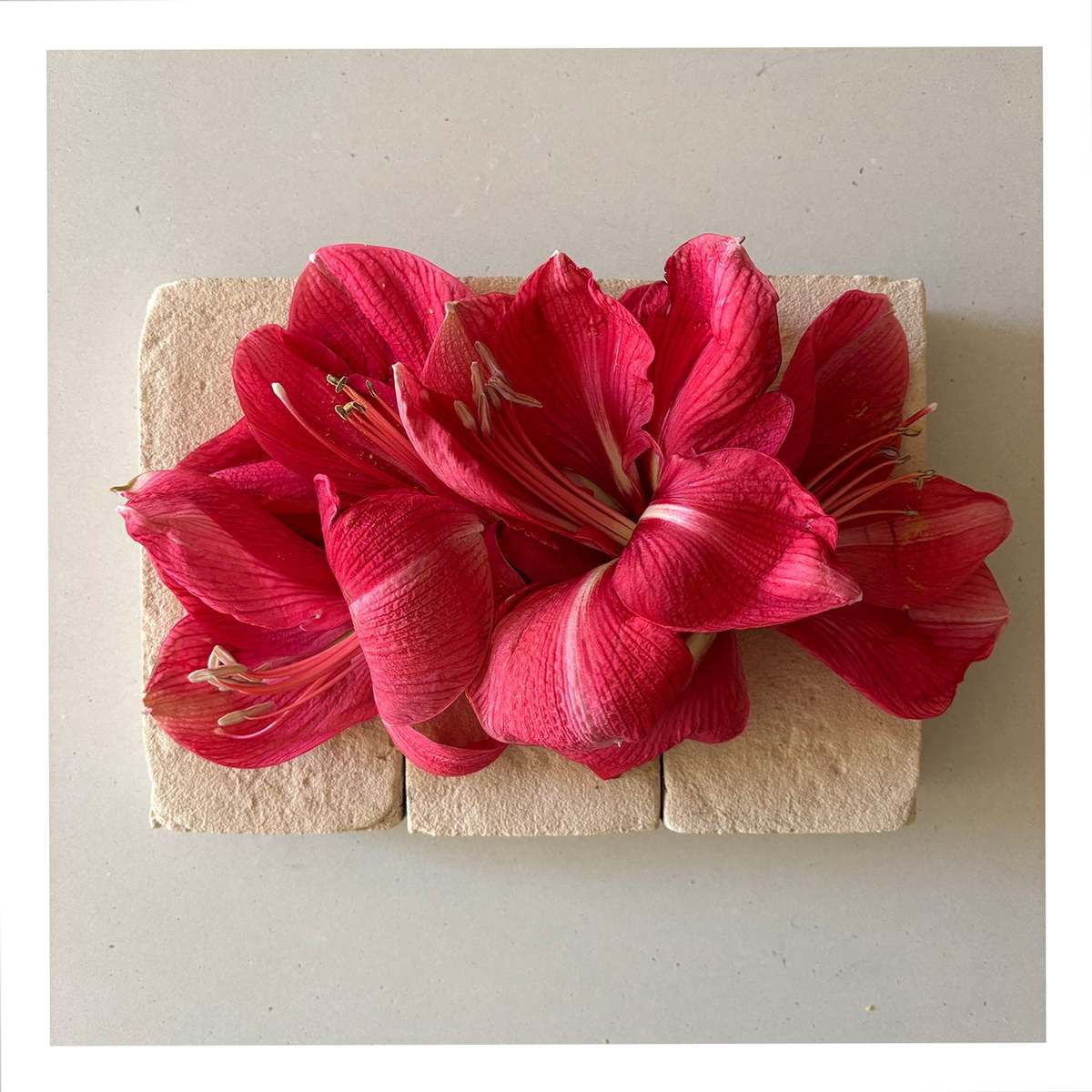 FLOWERS ON BRICKS Amaryllis Card - Image 1 of 1