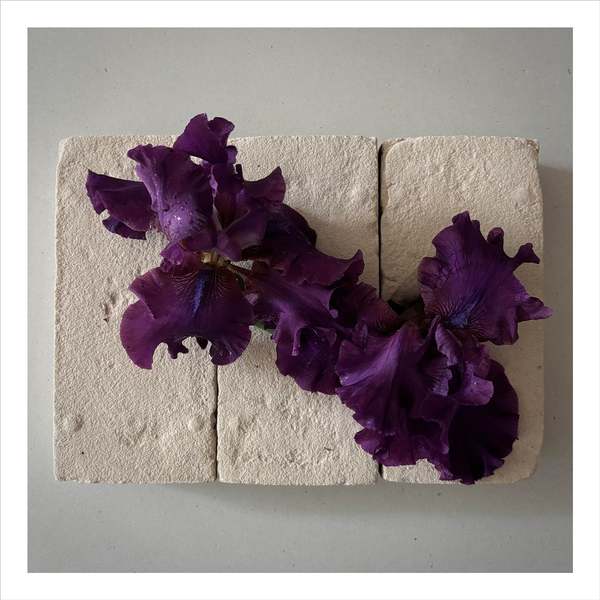 FLOWERS ON BRICKS Iris Card