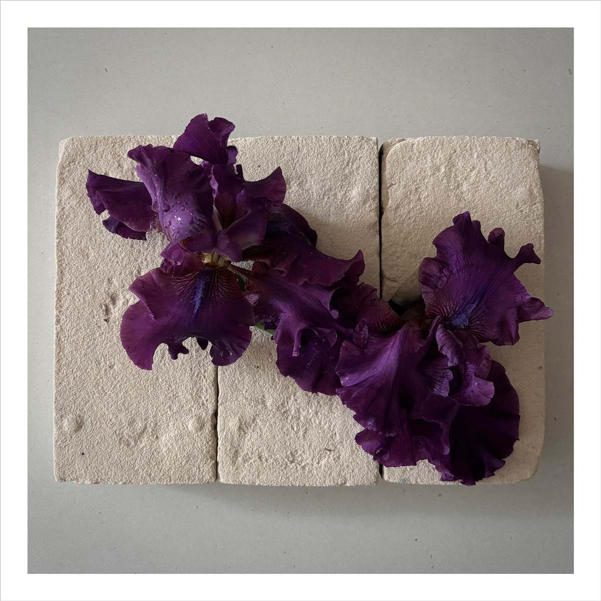 FLOWERS ON BRICKS Iris Card - Image 1 of 1