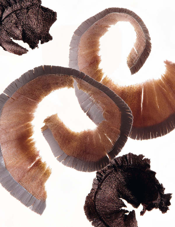 SHOP COUP D'ETAT Nocturne Eye and Lip Definer