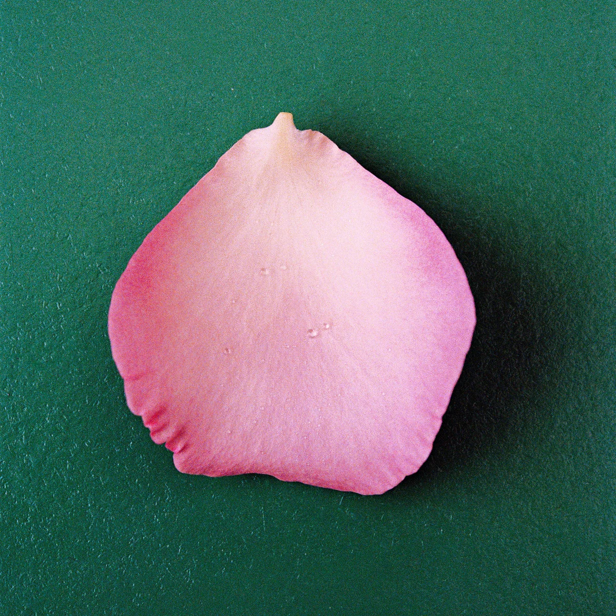 NONFICTION The Rose Eau de Parfum Perfume - Image 3 of 4