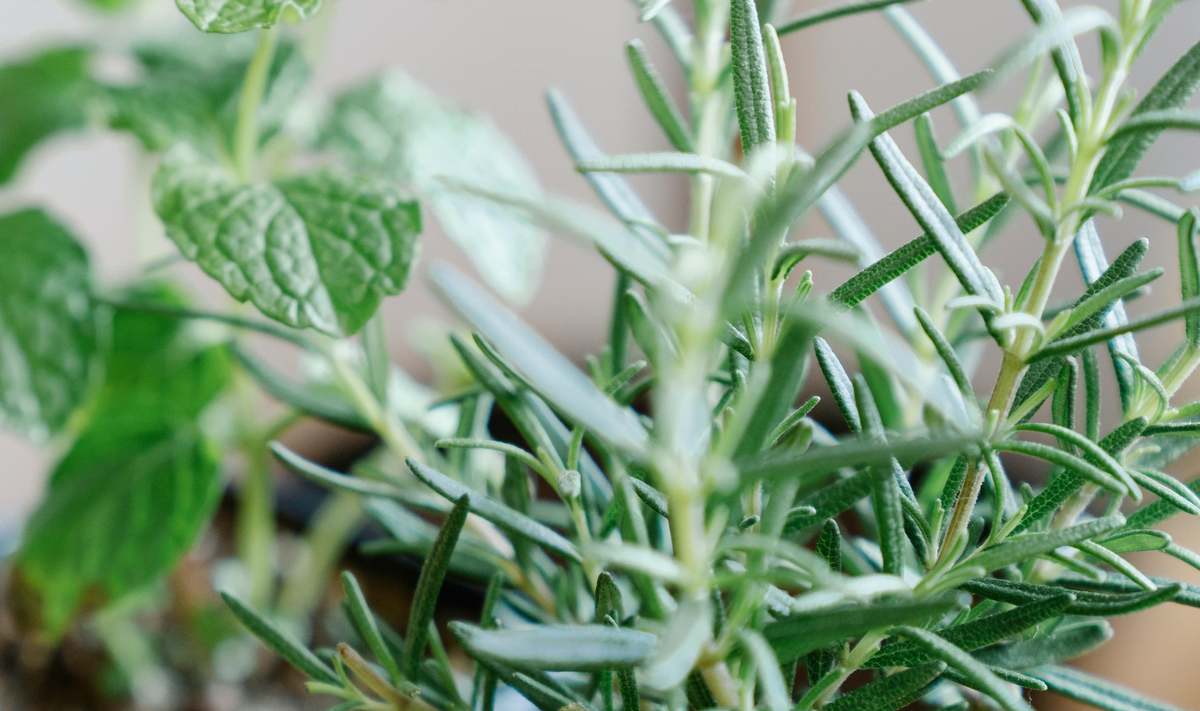 Ghost Town Ranch Rosemary Mint Scrub Hair + Scalp Treatment - Image 4 of 4
