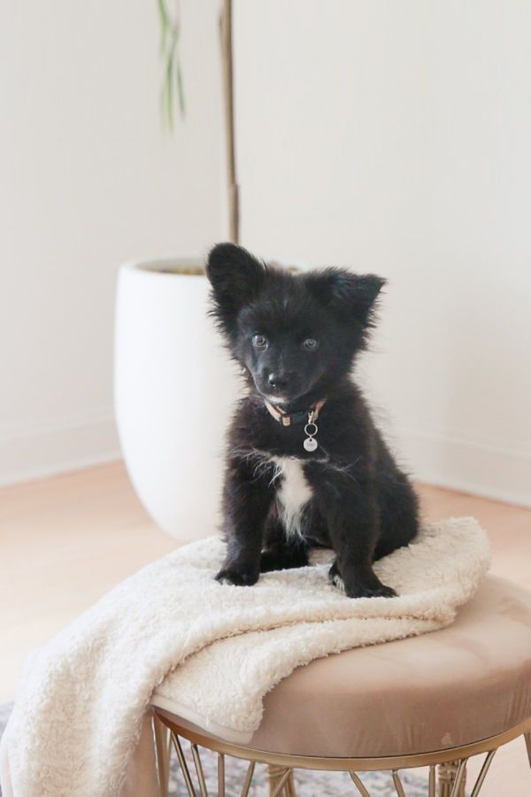 Our Green House Organic Dog Blanket