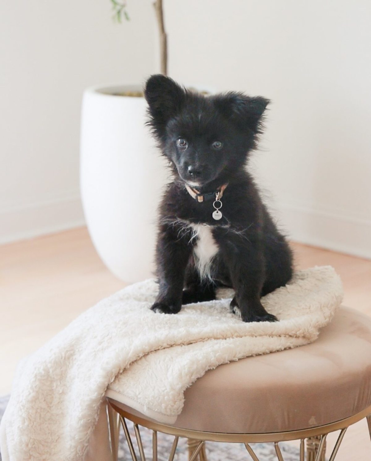 Our Green House Organic Dog Blanket - Image 2 of 4