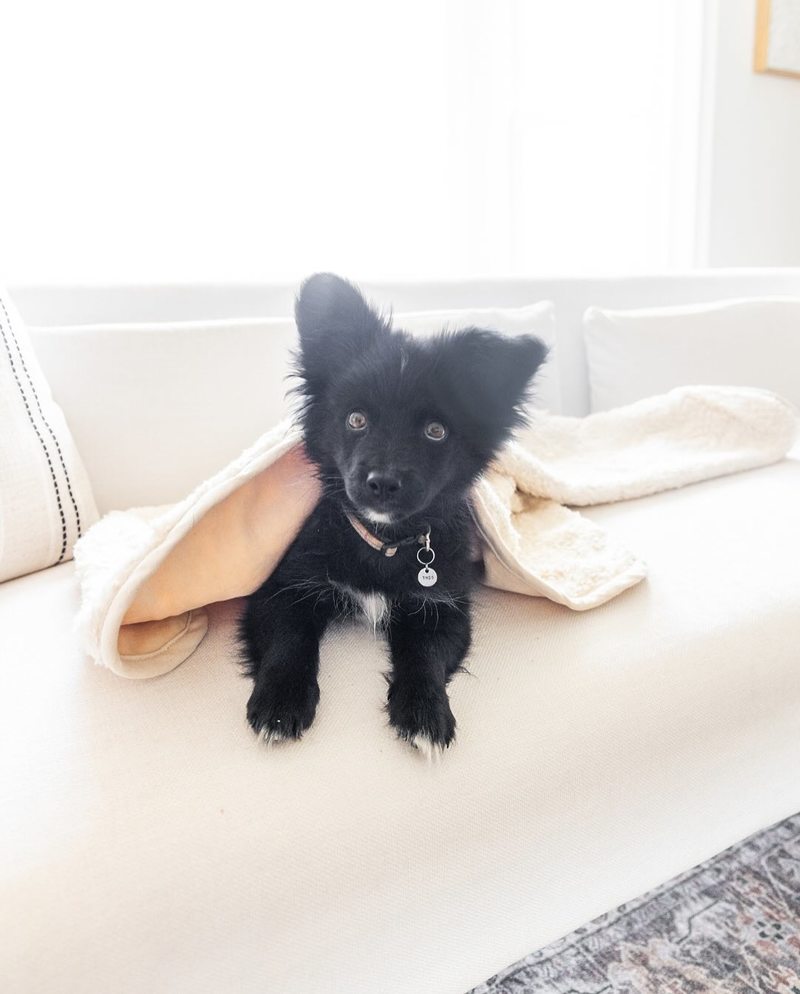 Our Green House Organic Dog Blanket