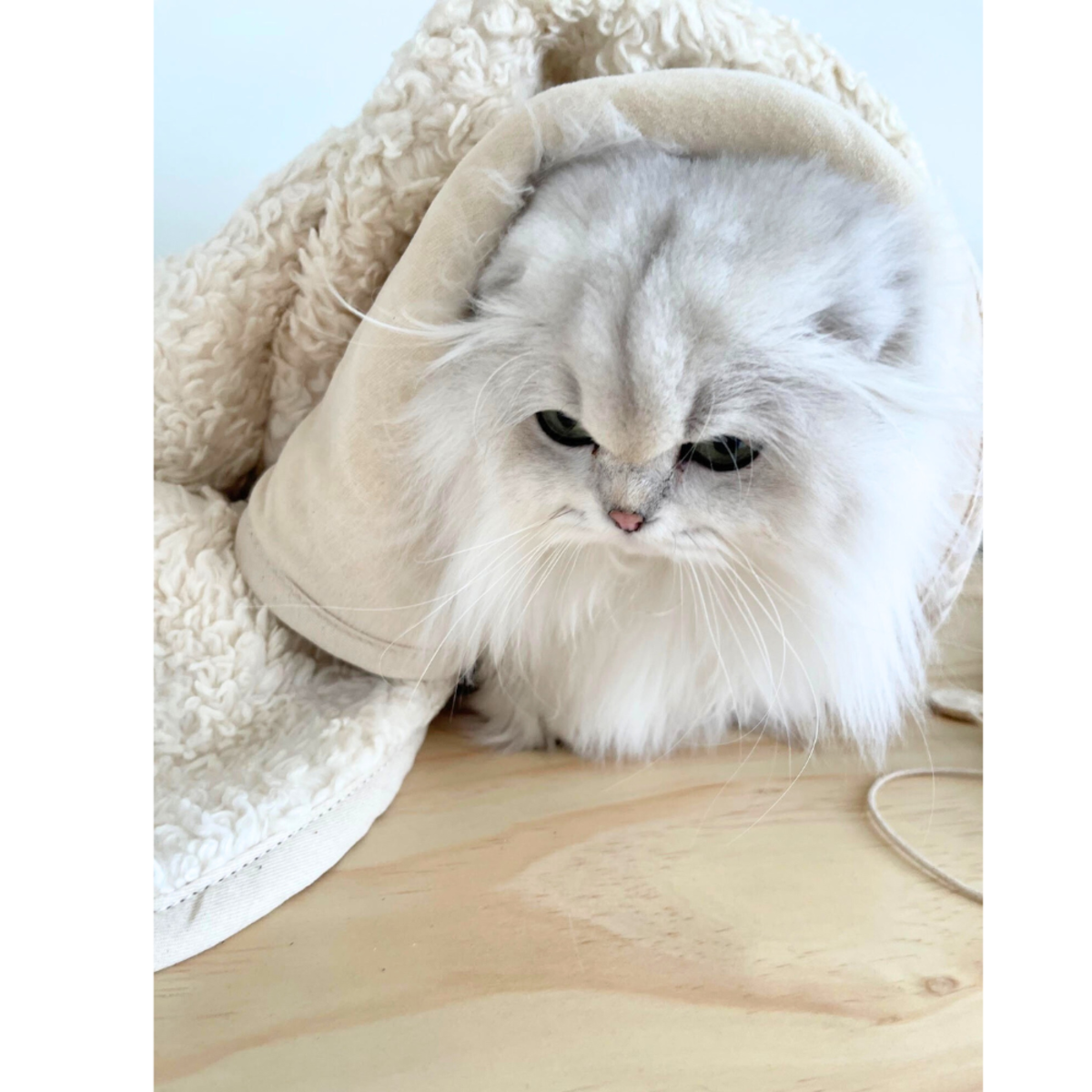 Our Green House Organic Dog Blanket - Image 4 of 4