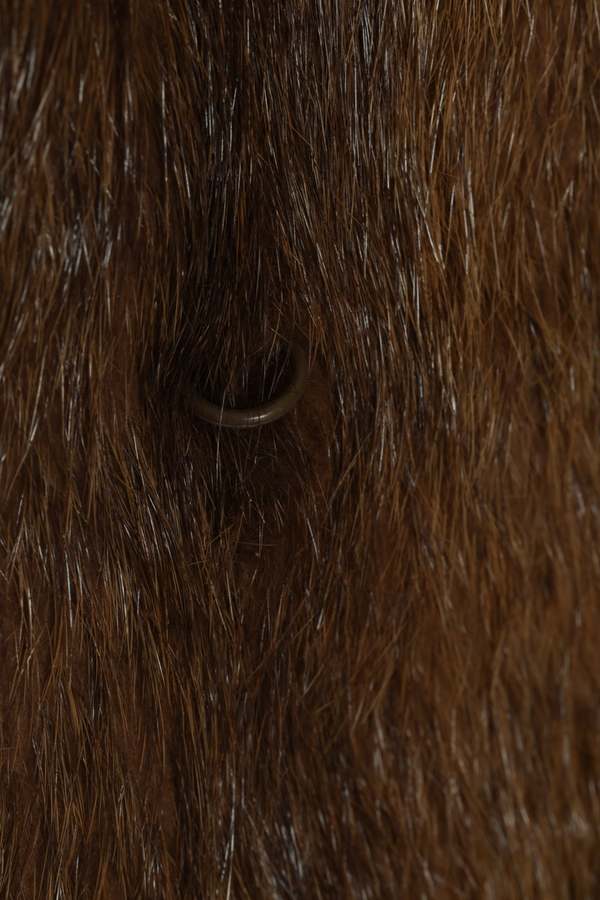 (Sweden) Vintage, 1960s, Female Ranch Mink