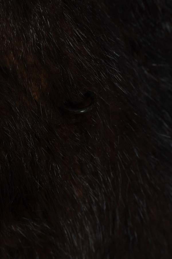 Lundengren & Peters (Stockholm) Vintage, 1960s, Mink