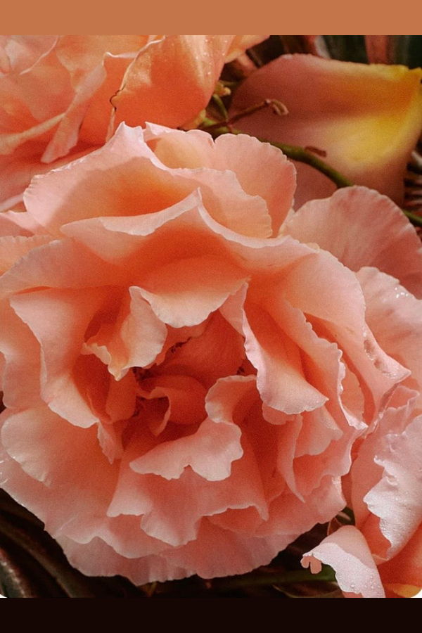 Flamingo Estate Jasmine Damask Rose Soap Brick