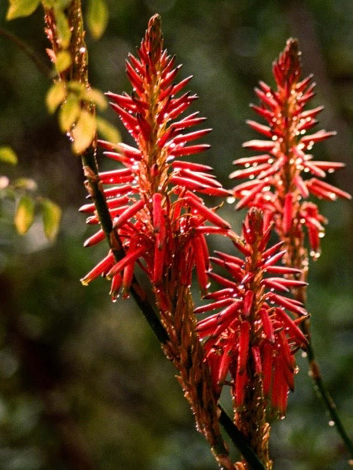 Flamingo Estate Petrichor Candle - Image 7 of 7