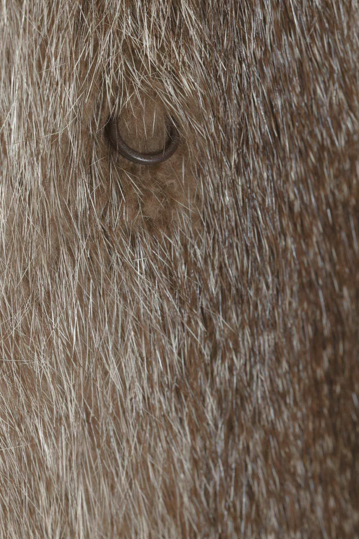 (Sweden) Vintage, 1960s, Ranch Mink - Image 4 of 5