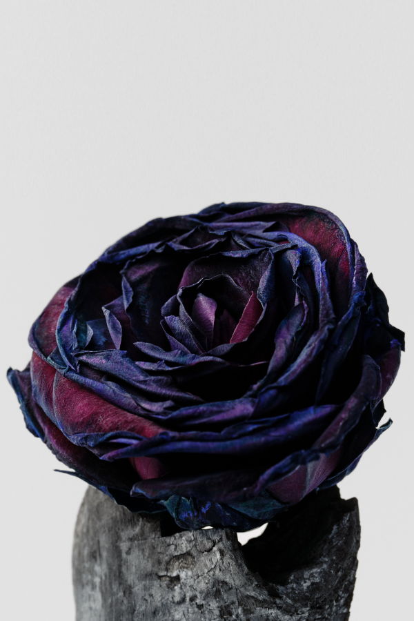 Salt & Stone Black Rose & Oud Body Mist