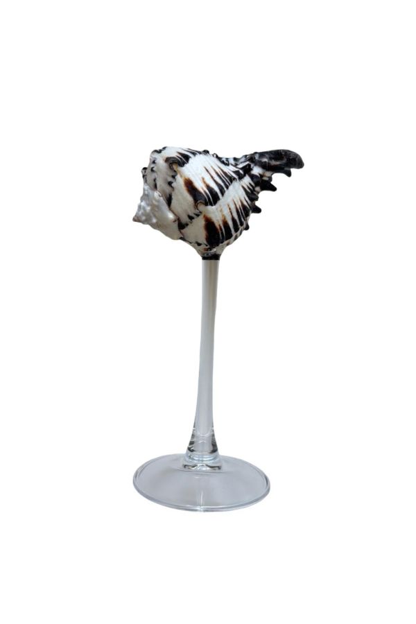 London Atelier Byproduct Shell Cocktail Glasses, Set of 2