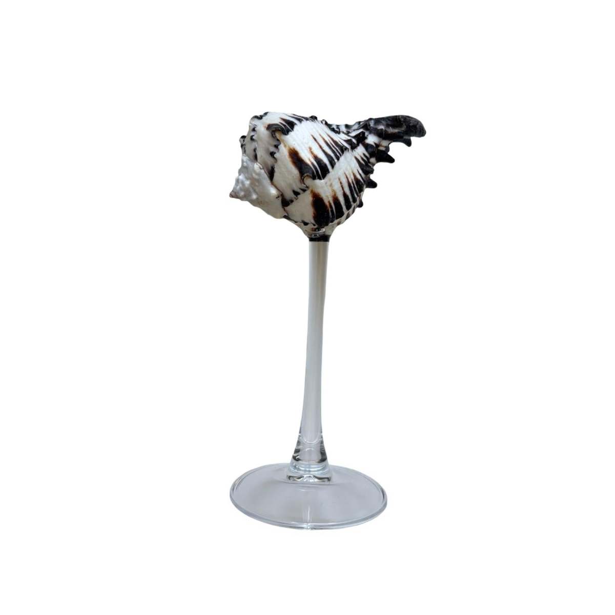 London Atelier Byproduct Shell Cocktail Glasses, Set of 2 - Image 1 of 4