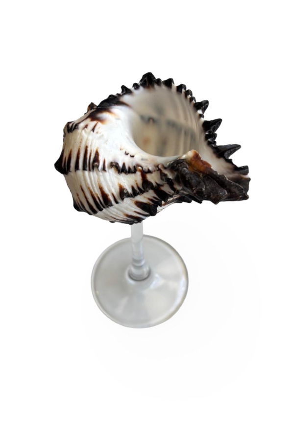 London Atelier Byproduct Shell Cocktail Glasses, Set of 2