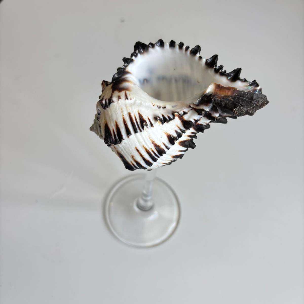 London Atelier Byproduct Shell Cocktail Glasses, Set of 2 - Image 3 of 4