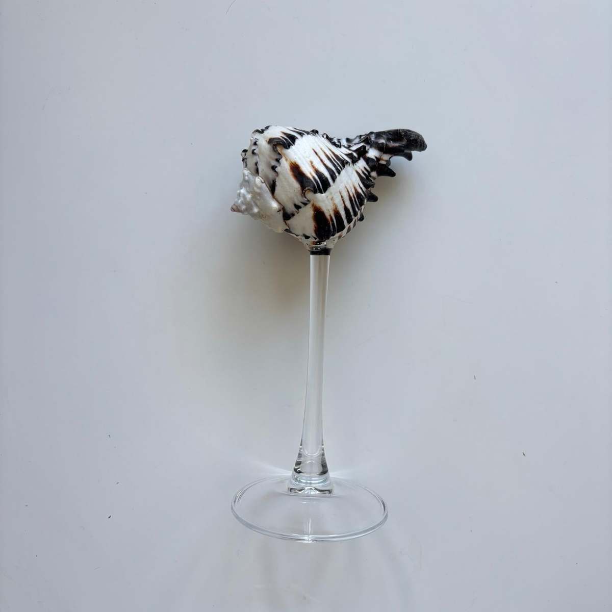 London Atelier Byproduct Shell Cocktail Glasses, Set of 2 - Image 4 of 4