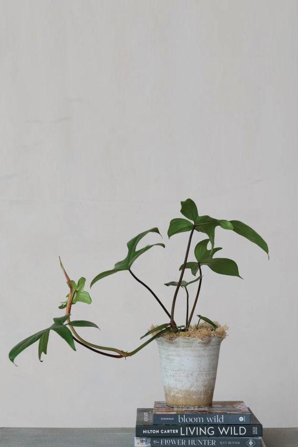 Creative Co-Op Distressed Terra Cotta Planter with Ruffled Edge