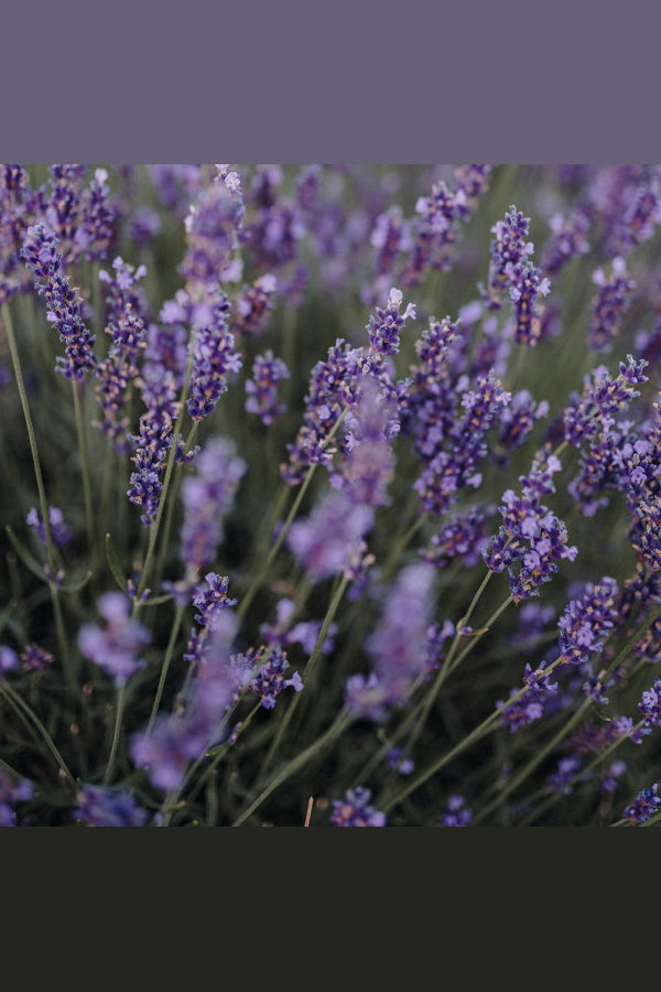 Ardent Goods Atmosphere Mist Eventide