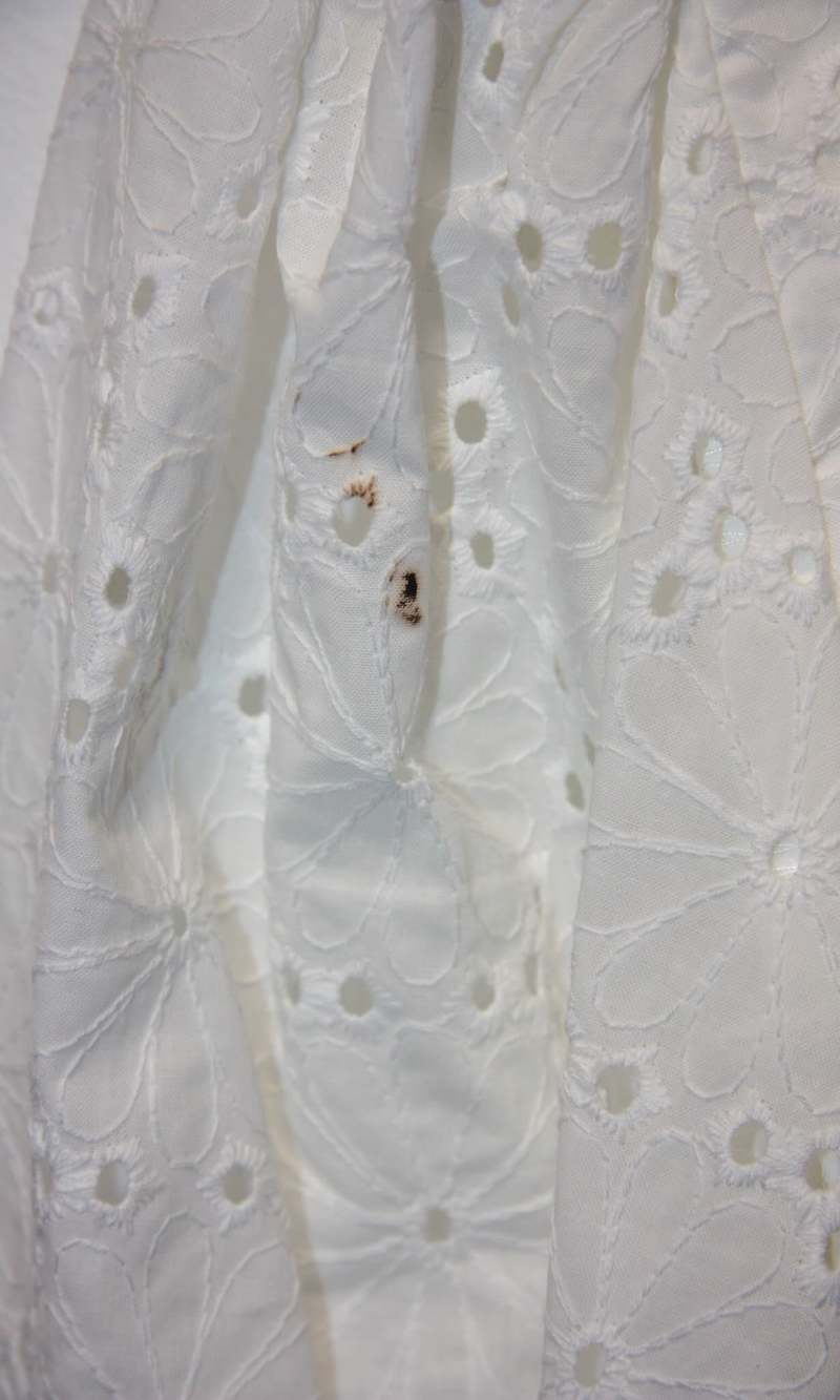 Birds of North America Esmerillon Top