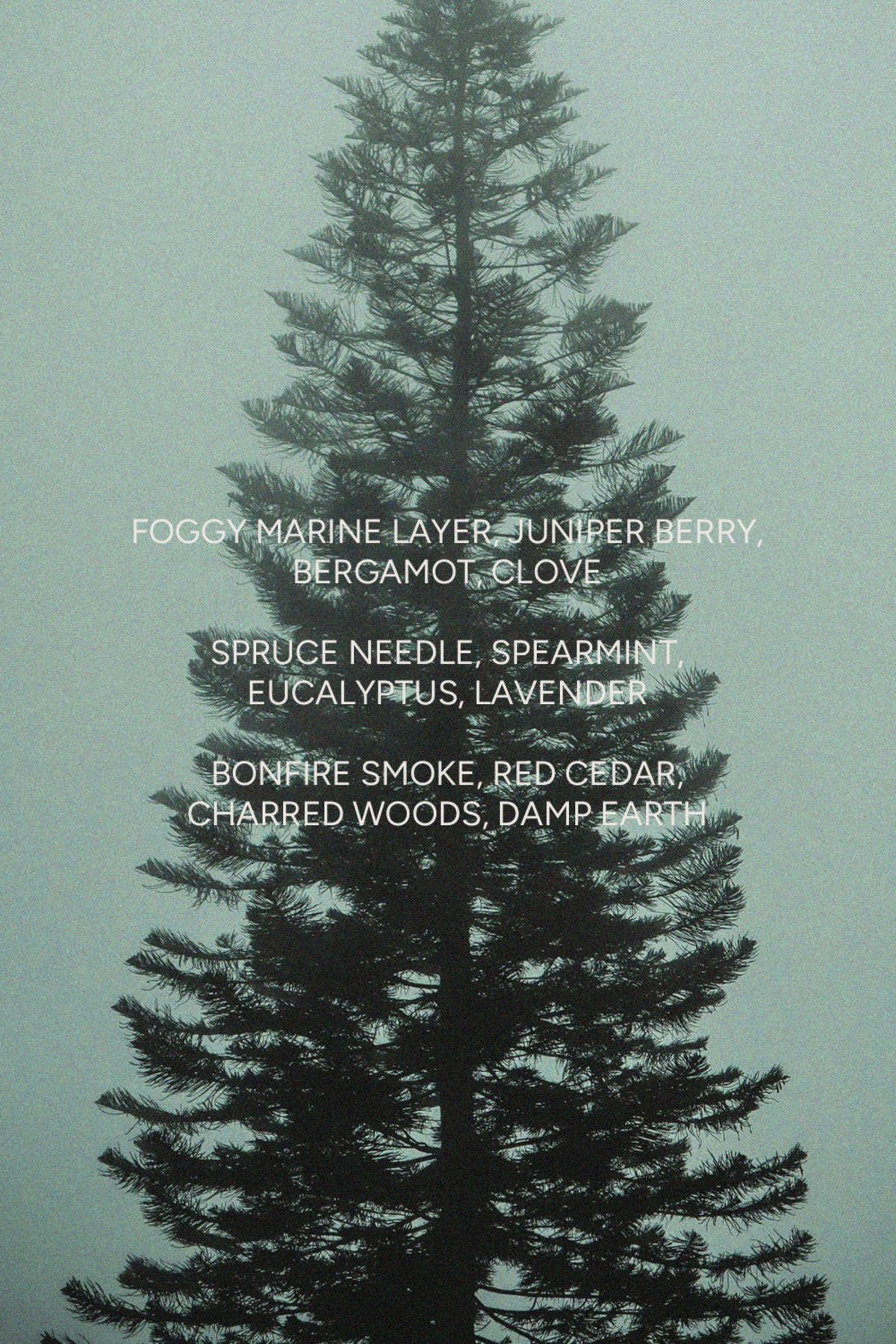 The Sensory Riot Pacific Spruce Candle - Image 2 of 2