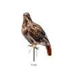 Puebco Artificial Birds / Hawk - Thumbnail 3