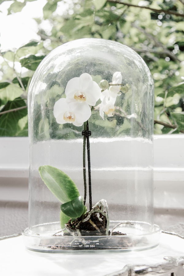 Puebco Display Glass Dome