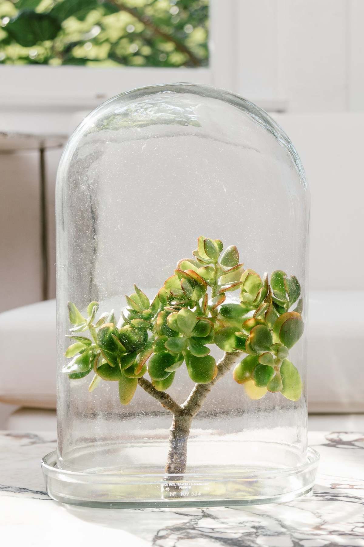 Puebco Display Glass Dome - Image 5 of 10