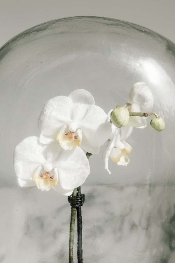 Puebco Display Glass Dome