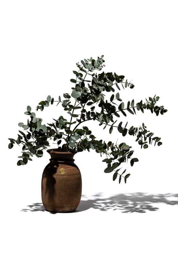 Puebco Vintage Wooden Pot with Glass Cylinder