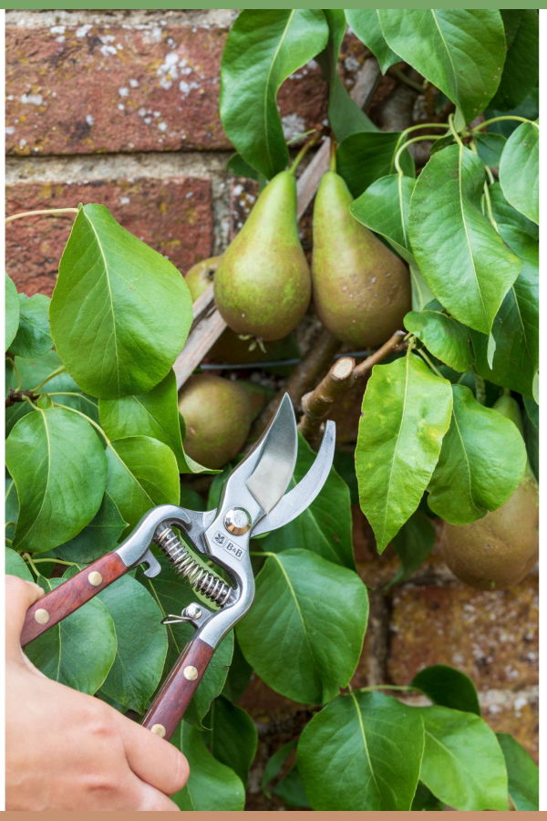 Burgon & Ball Wood Handle Bypass Pruner & Gift Box, 3/4 In. Cut Capacity