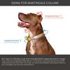 Major Darling Martingale Dog Collar - Thumbnail 4