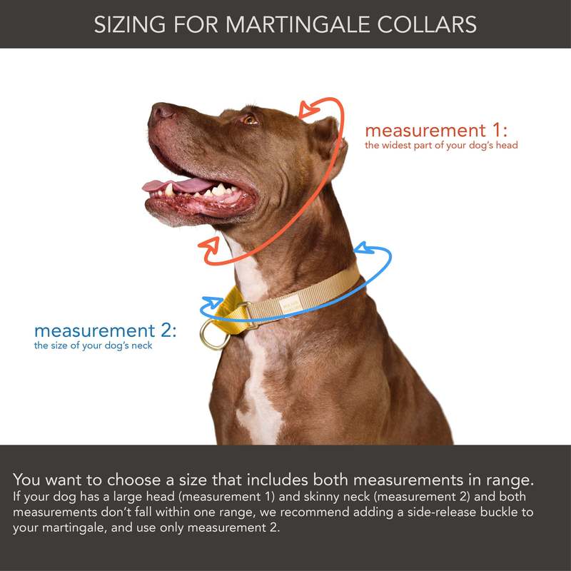 Major Darling Martingale Dog Collar