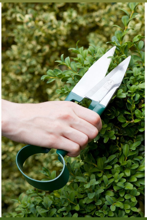 Burgon & Ball Topiary Trimming Shears, RHS Endorsed