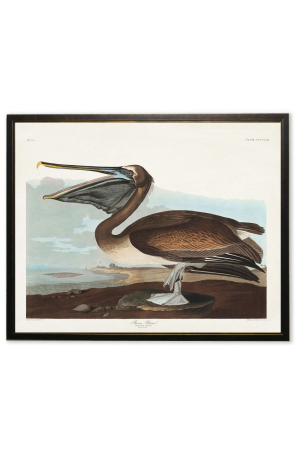 Antique Curiosities Brown Pelican in Black and Copper Frame Framed Print