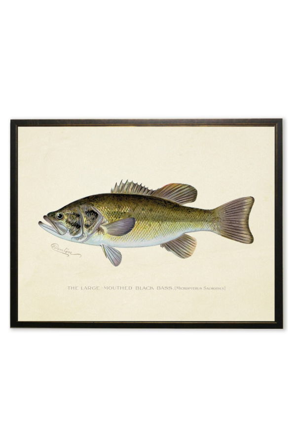 Antique Curiosities Large-Mouthed Black Bass Print