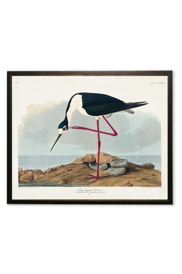 Antique Curiosities Long-Legged Avocet Framed Print